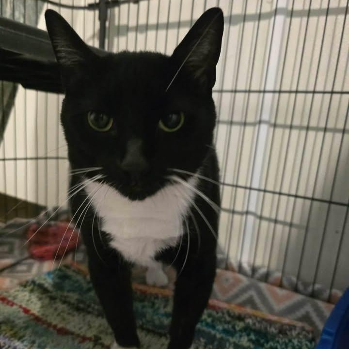 Sumo, ADOPTABLE, Adult Male Domestic Short Hair.