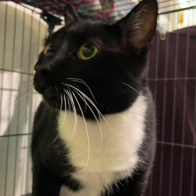 Enlarge Sumo, a ADOPTABLE Domestic Short Hair in Winthrop, ME image 2/3