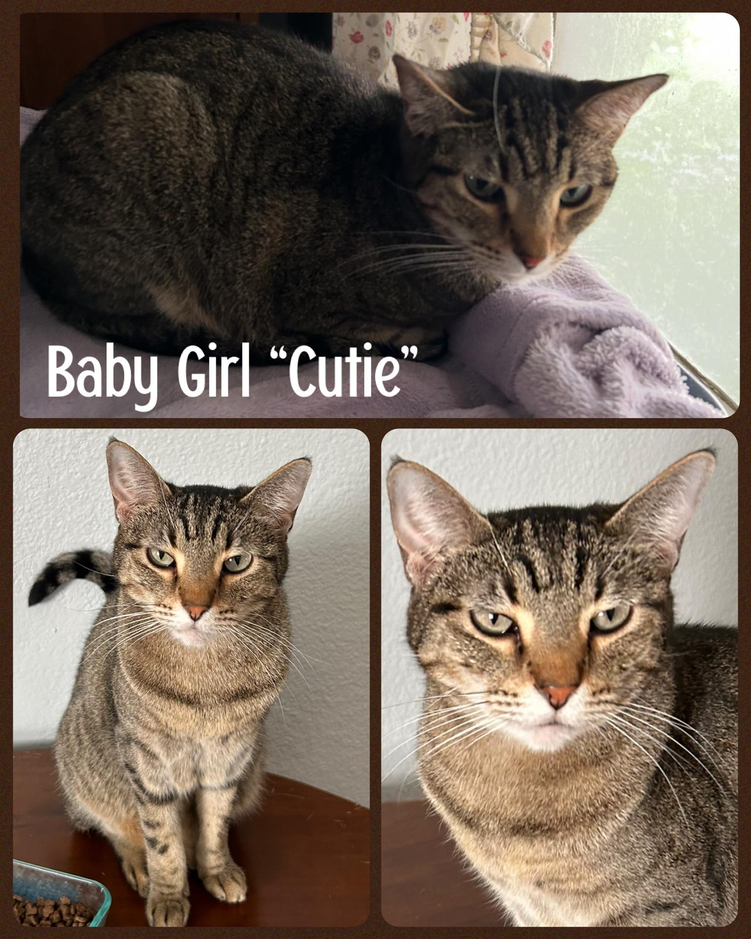Baby Girl "Cutie", Adoptable, Adult Female Domestic Short Hair & Tabby.
