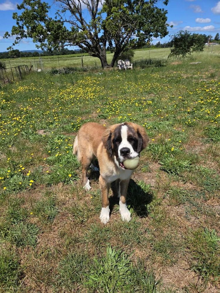 Enlarge Moose, a Adoptable Saint Bernard in Santa Rosa, CA image 1/6