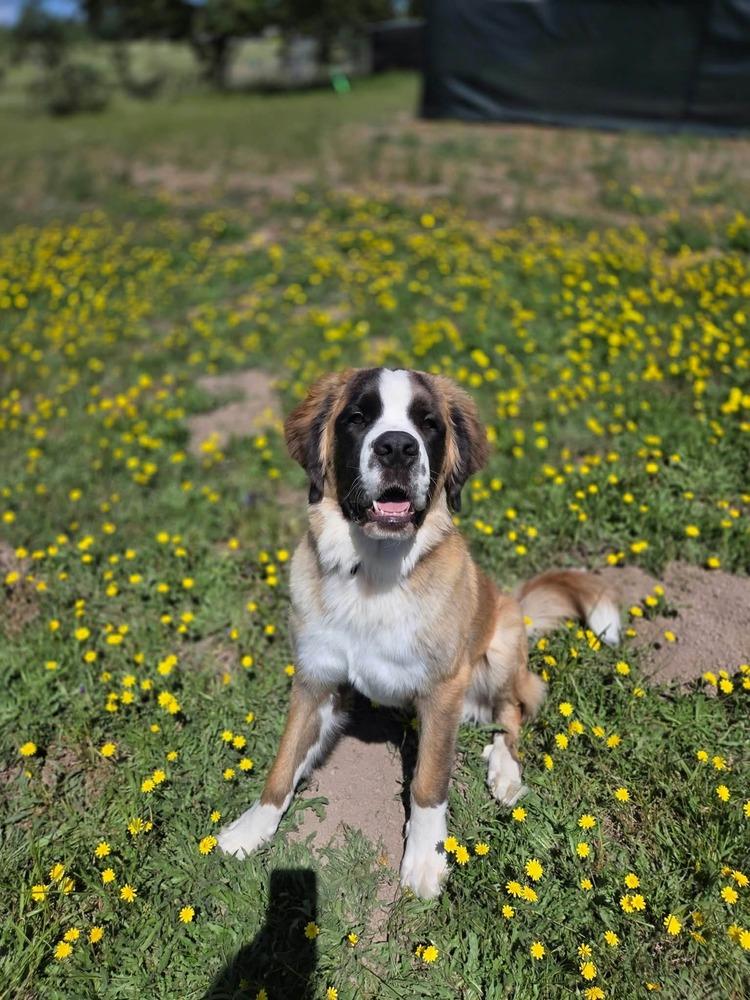 Enlarge Moose, a Adoptable Saint Bernard in Santa Rosa, CA image 2/6