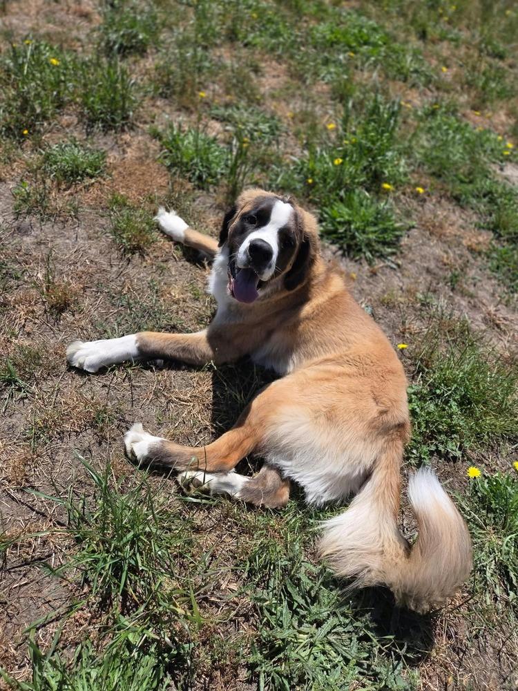 Enlarge Moose, a Adoptable Saint Bernard in Santa Rosa, CA image 3/6