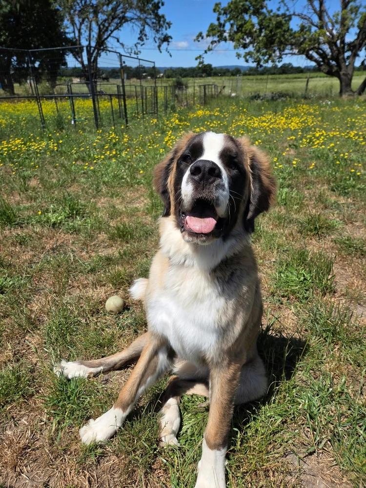 Enlarge Moose, a Adoptable Saint Bernard in Santa Rosa, CA image 4/6