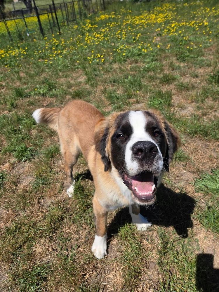 Enlarge Moose, a Adoptable Saint Bernard in Santa Rosa, CA image 5/6