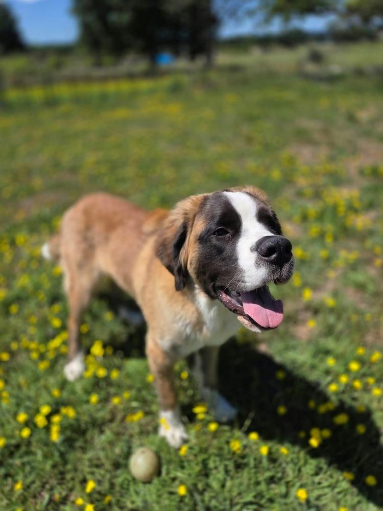 Enlarge Moose, a Adoptable Saint Bernard in Santa Rosa, CA image 6/6