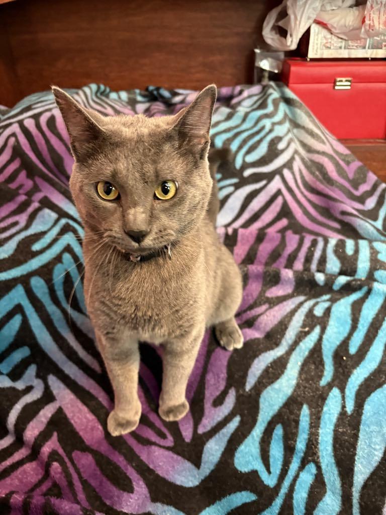 Rocko, a Adopted Domestic Short Hair in Creston, IA image 2/3