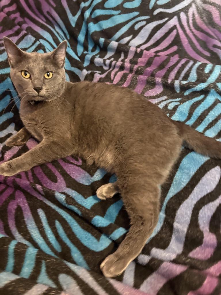 Rocko, a Adopted Domestic Short Hair in Creston, IA image 3/3