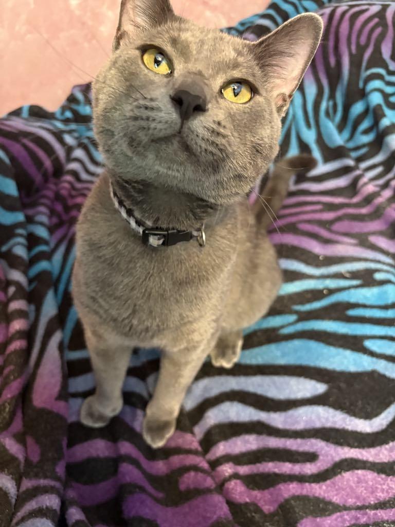 Rocko, a Adopted Domestic Short Hair in Creston, IA image 1/3