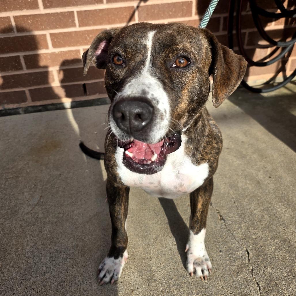 Enlarge Daisy, an adopted mixed breed in Waco, TX image 1/5