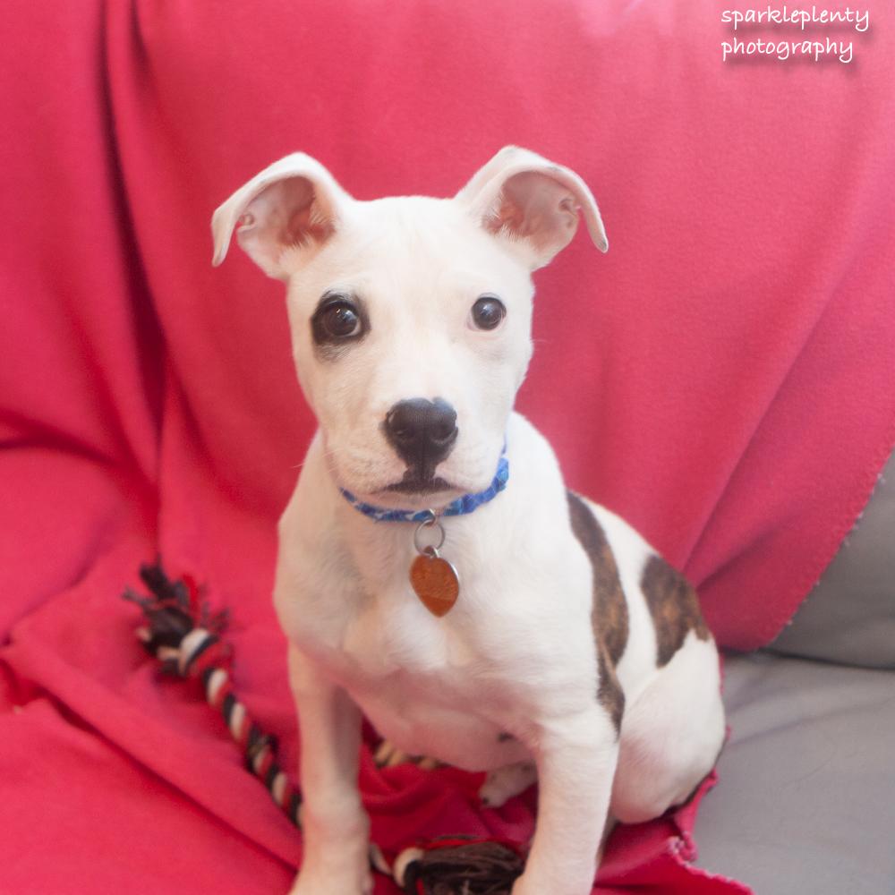 Stan, an adoptable Mixed Breed in Ridgefield, CT image 3/4