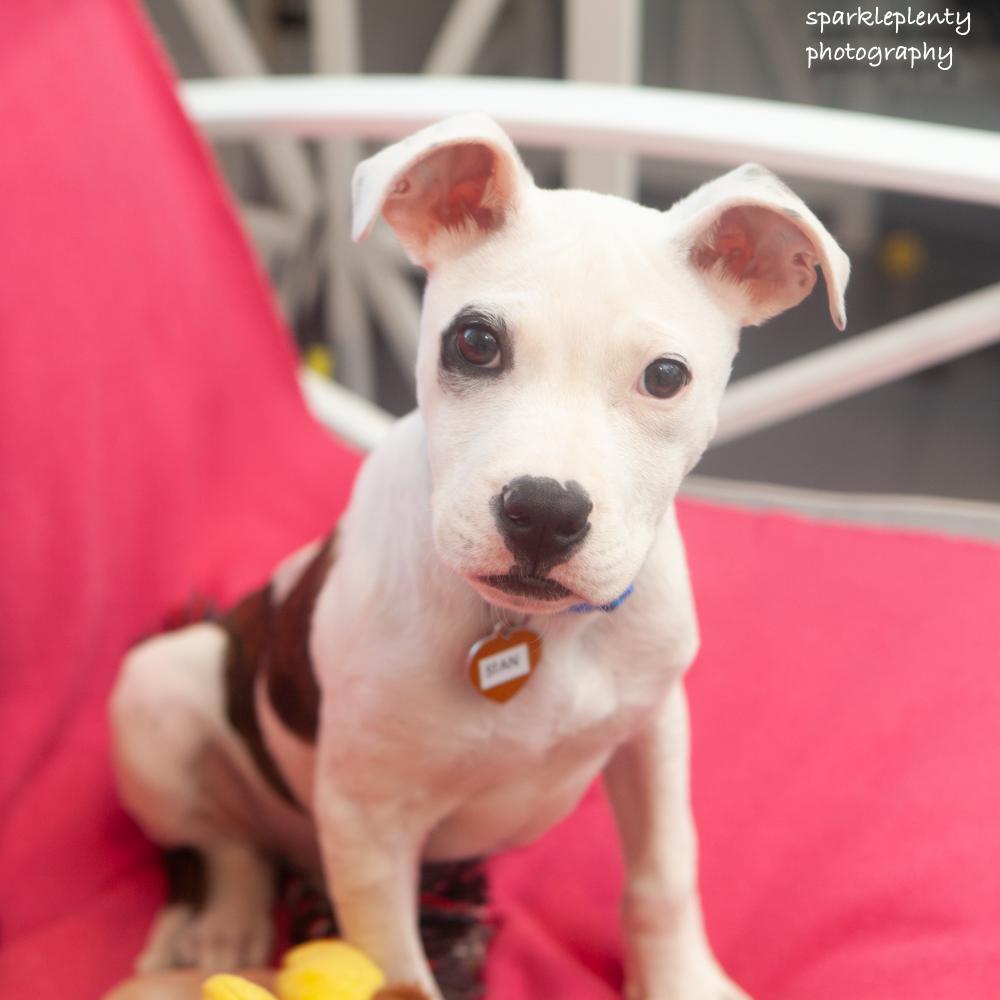 Stan, an adoptable Mixed Breed in Ridgefield, CT image 2/4