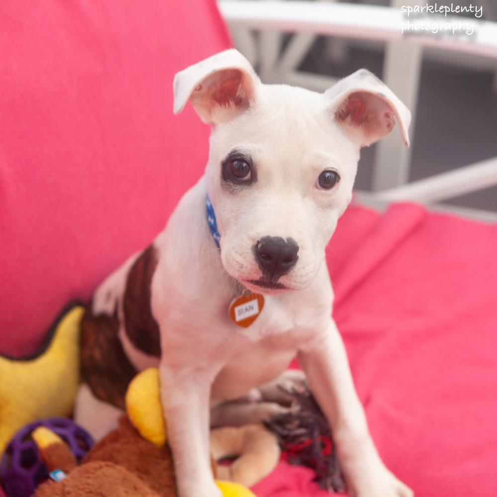 Stan, an adoptable Mixed Breed in Ridgefield, CT image 4/4