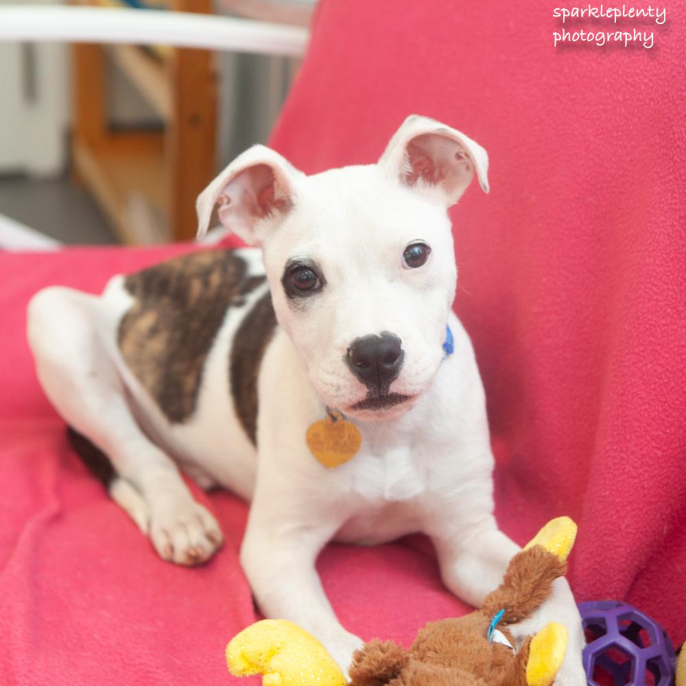Stan, adoptable, Puppy Male Mixed Breed.