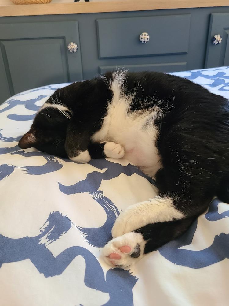 Jake, Adoptable, Adult Male Domestic Short Hair.