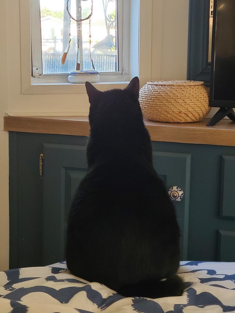 Jake, a Adoptable Domestic Short Hair in Bellingham, WA image 2/6