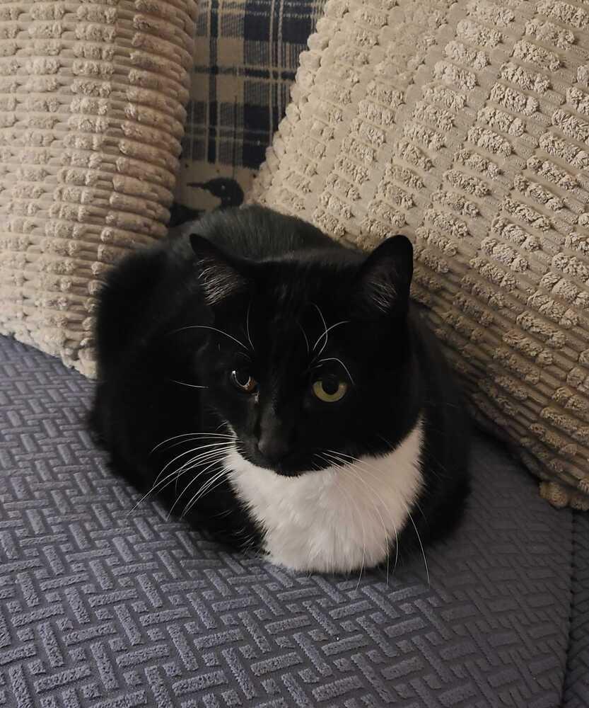 Jake, a Adoptable Domestic Short Hair in Bellingham, WA image 3/6