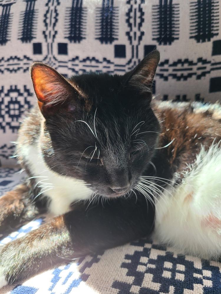 Jake, a Adoptable Domestic Short Hair in Bellingham, WA image 4/6