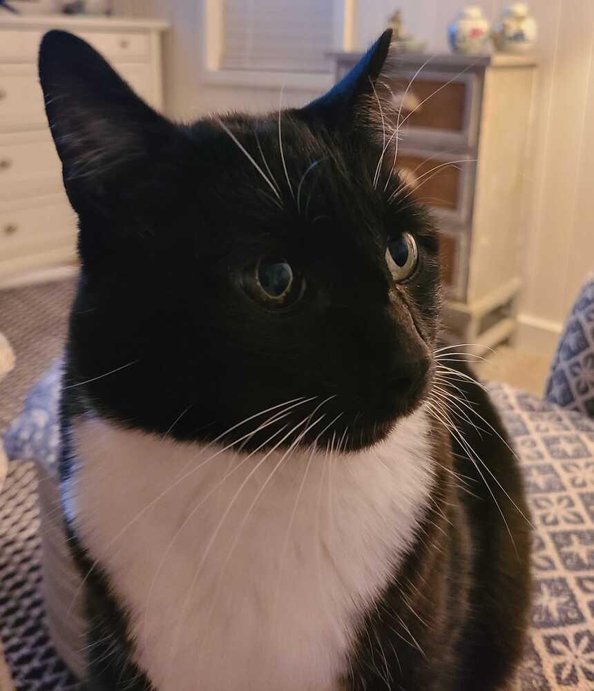 Jake, a Adoptable Domestic Short Hair in Bellingham, WA image 5/6