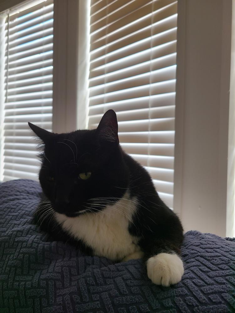 Jake, a Adoptable Domestic Short Hair in Bellingham, WA image 6/6