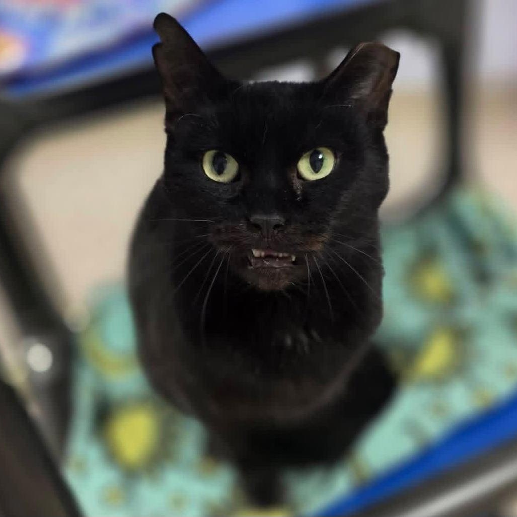 Enlarge Nicodemus, an adopted Domestic Short Hair in Grand Rapids, MI image 1/1