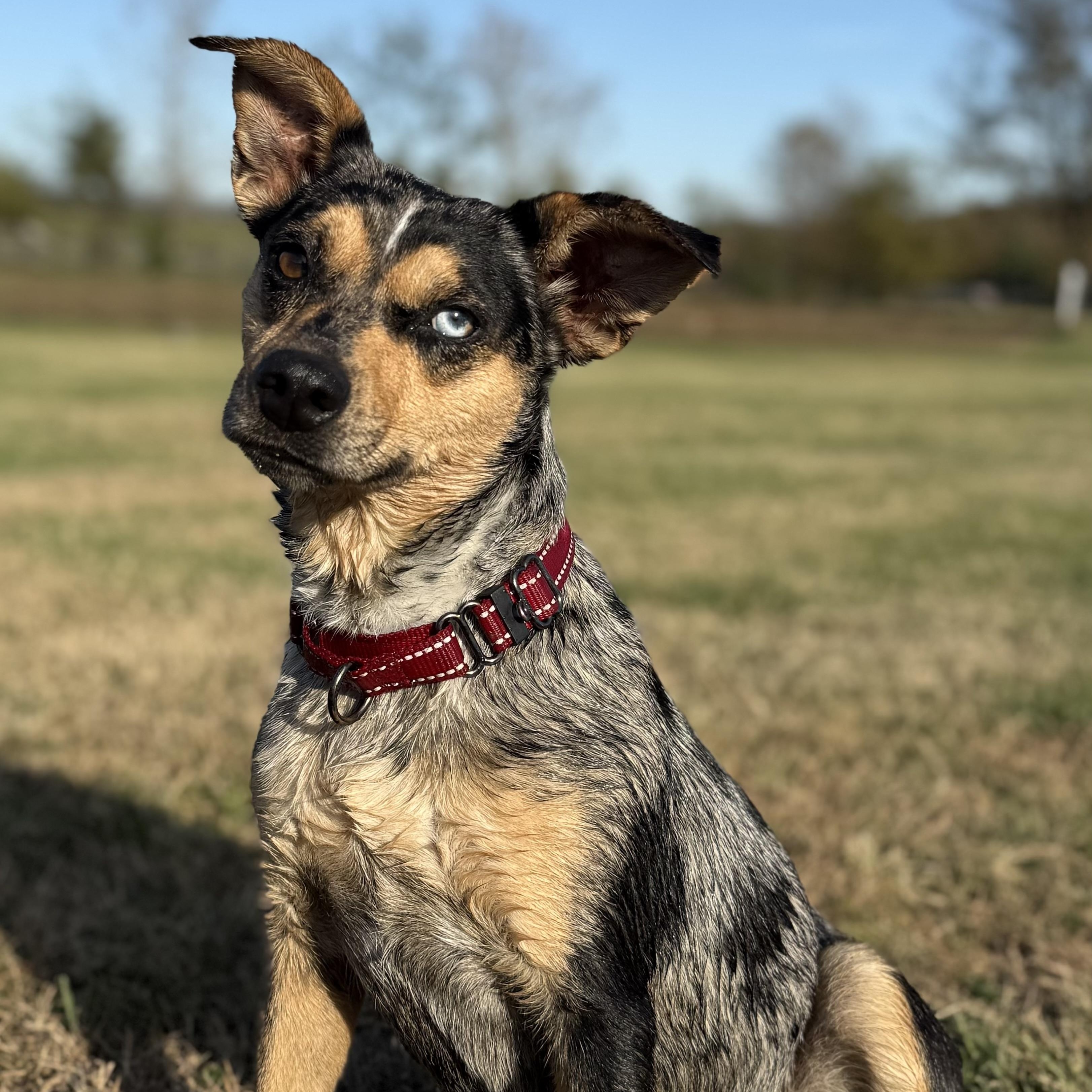 Stellar Lupi, a Adoptable mixed breed in Thompson's Station, TN image 1/3