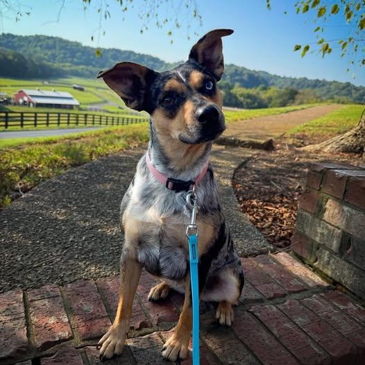Stellar Lupi, a Adoptable mixed breed in Thompson's Station, TN image 2/3