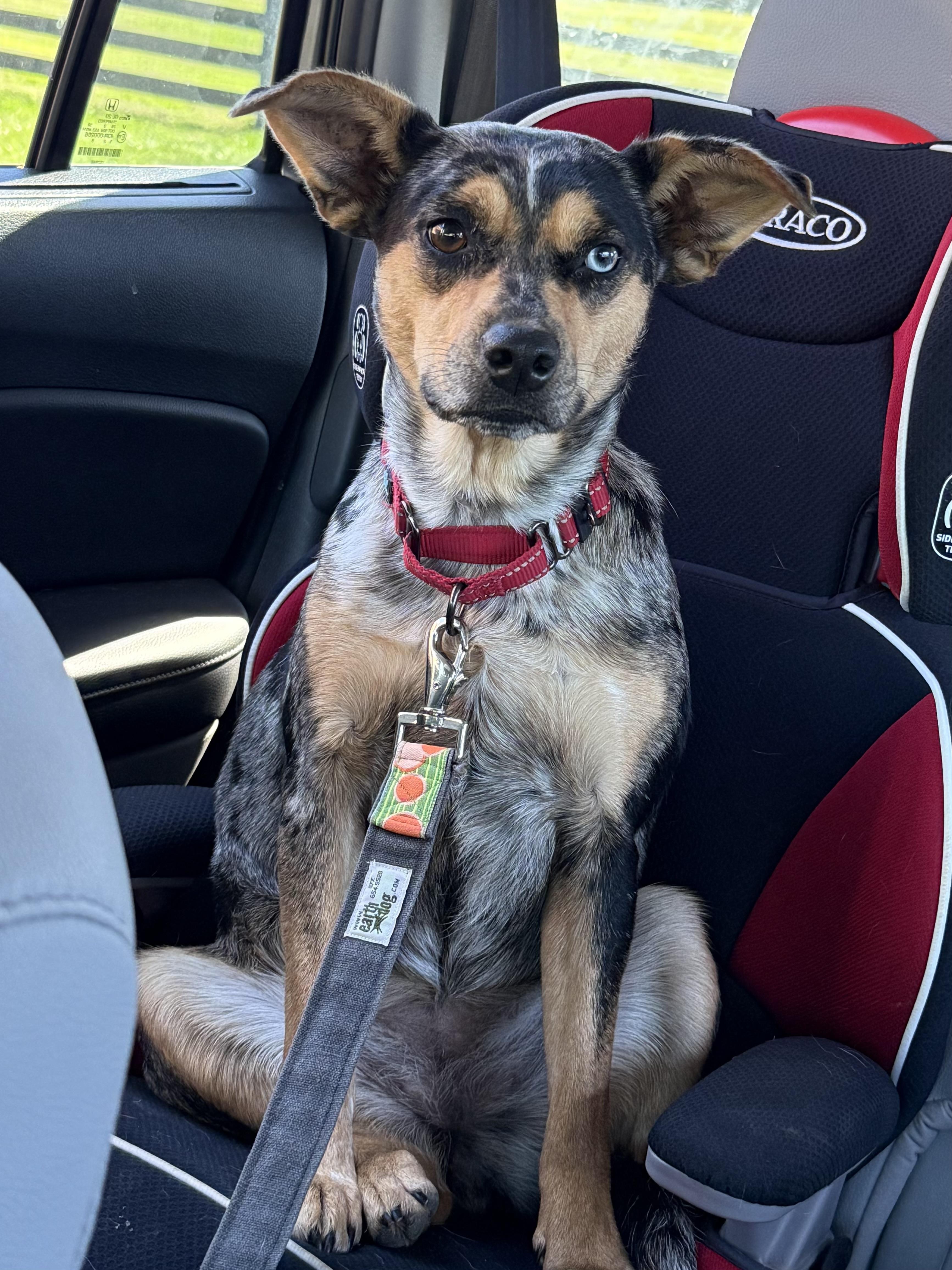 Stellar Lupi, a Adoptable mixed breed in Thompson's Station, TN image 3/3