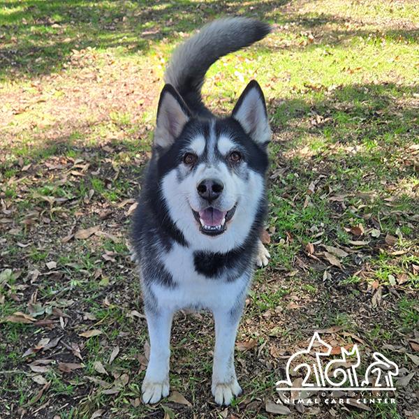 WOLF, Adoptable, Adult Male Siberian Husky.