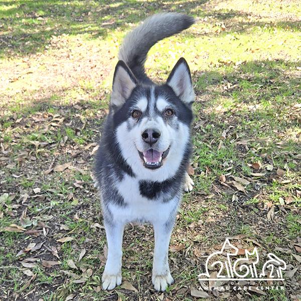 Enlarge WOLF, a Adoptable Siberian Husky in Irvine, CA image 1/1