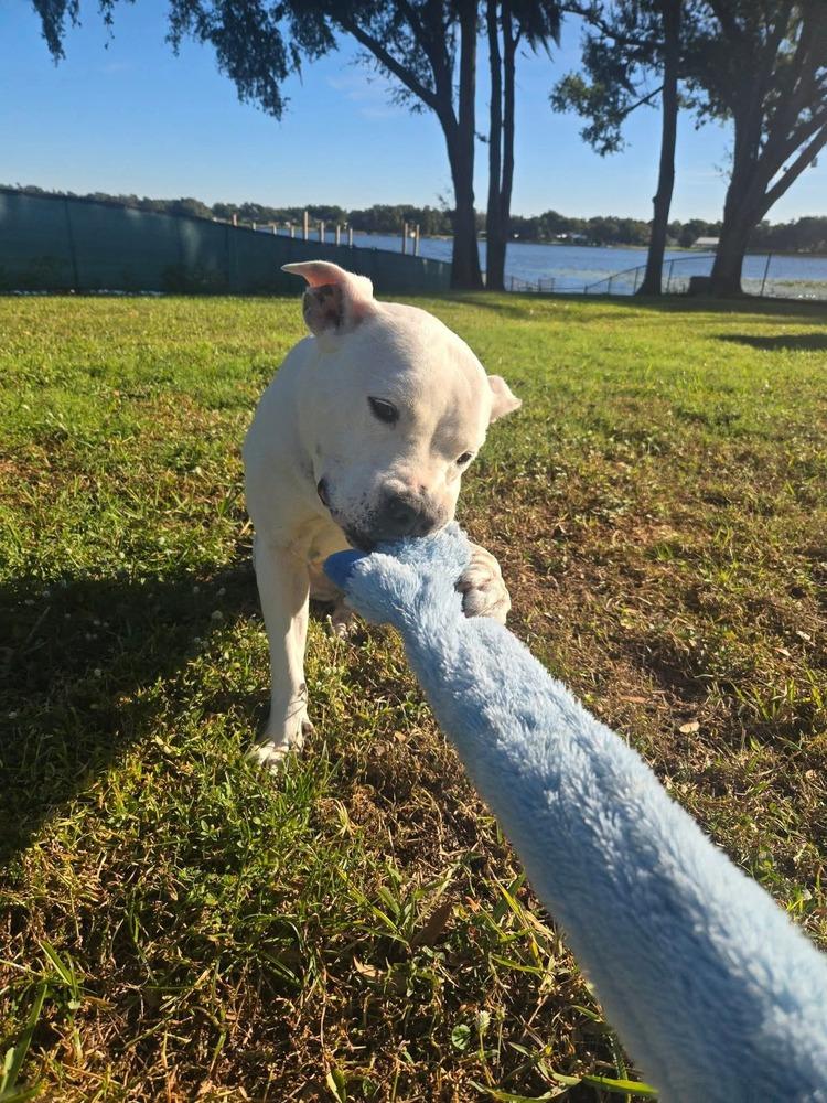 Enlarge Sweetheart, a Adoptable mixed breed in Lakeland, FL image 1/4