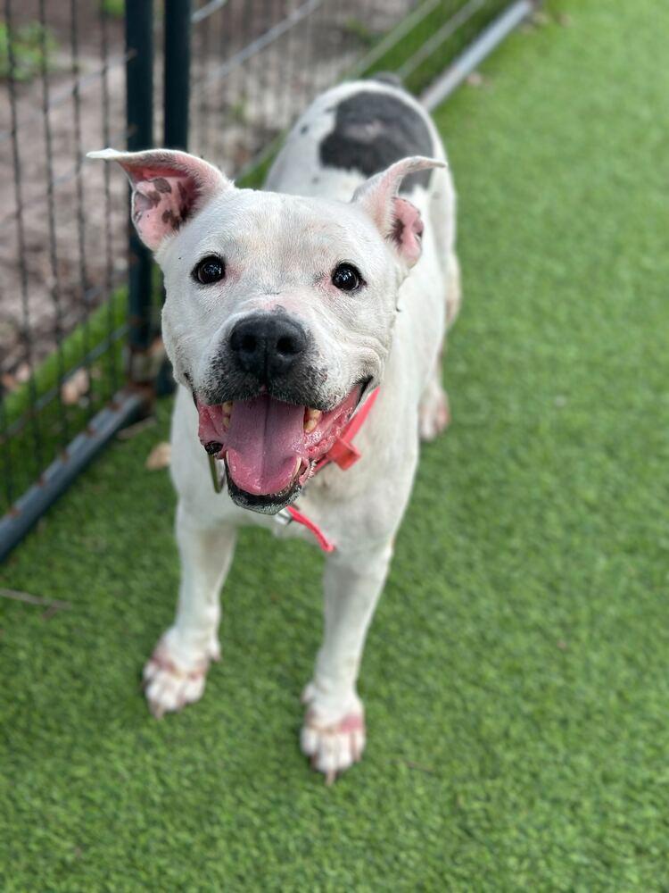 Enlarge Sweetheart, a Adoptable mixed breed in Lakeland, FL image 2/4