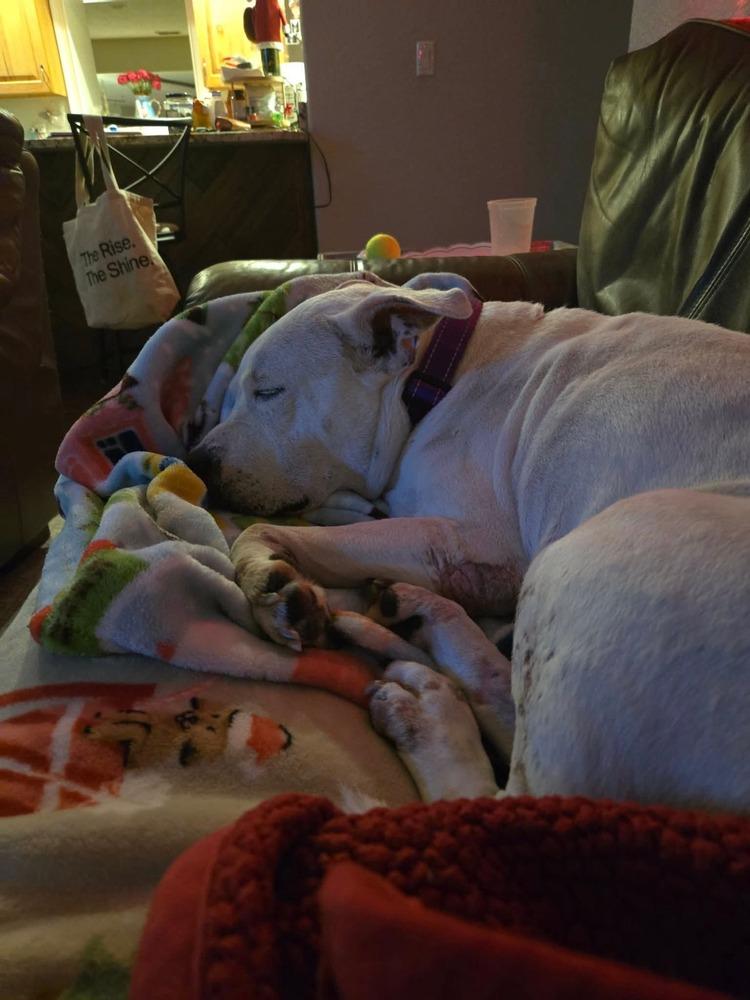 Enlarge Sweetheart, a Adoptable mixed breed in Lakeland, FL image 3/4