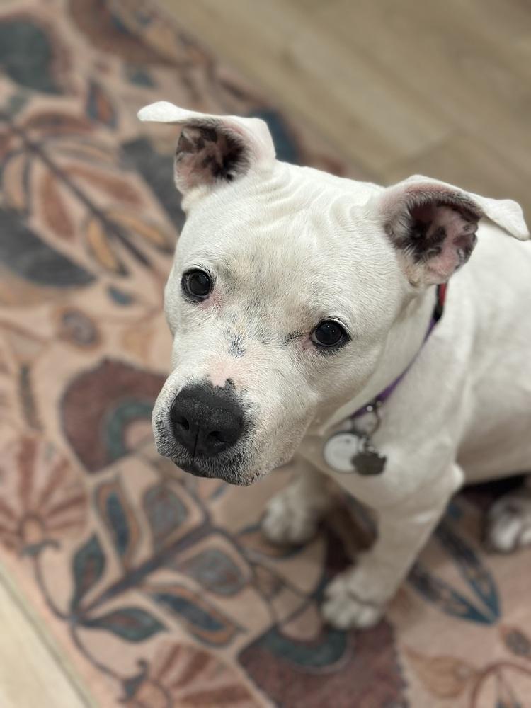 Sweetheart, Adoptable, Senior Female Terrier & American Staffordshire Terrier.