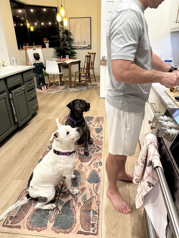 Enlarge Sweetheart, a Adoptable mixed breed in Lakeland, FL image 5/6