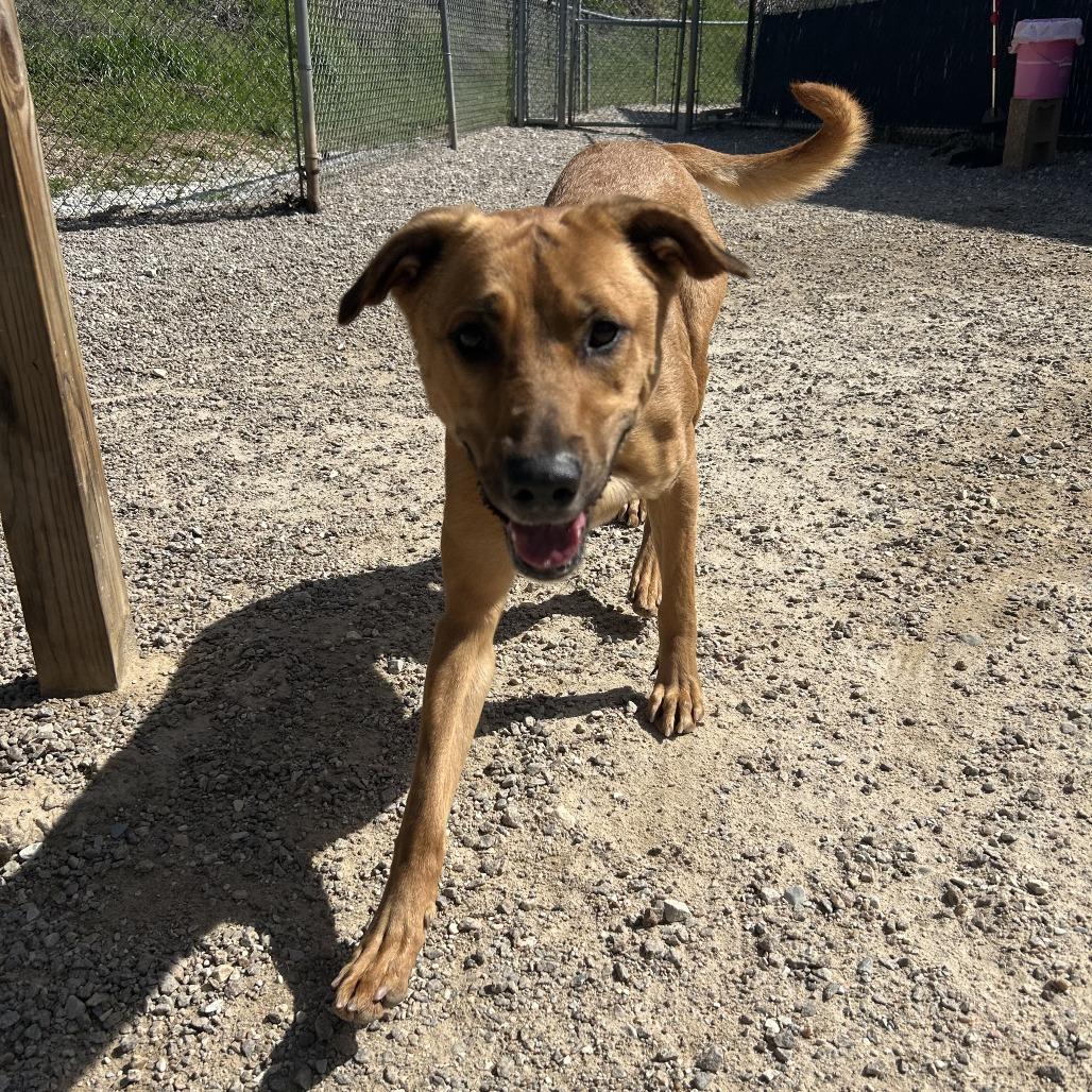 Peanut Butter, Adoptable, Young Female Mixed Breed.