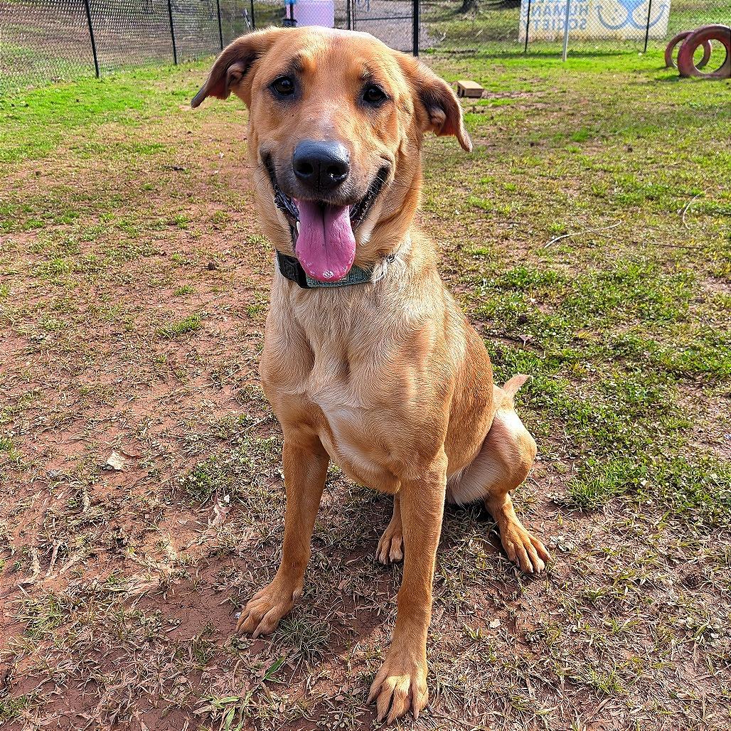 Enlarge Peanut Butter, a Adoptable Mixed Breed in Auburn, AL image 2/6