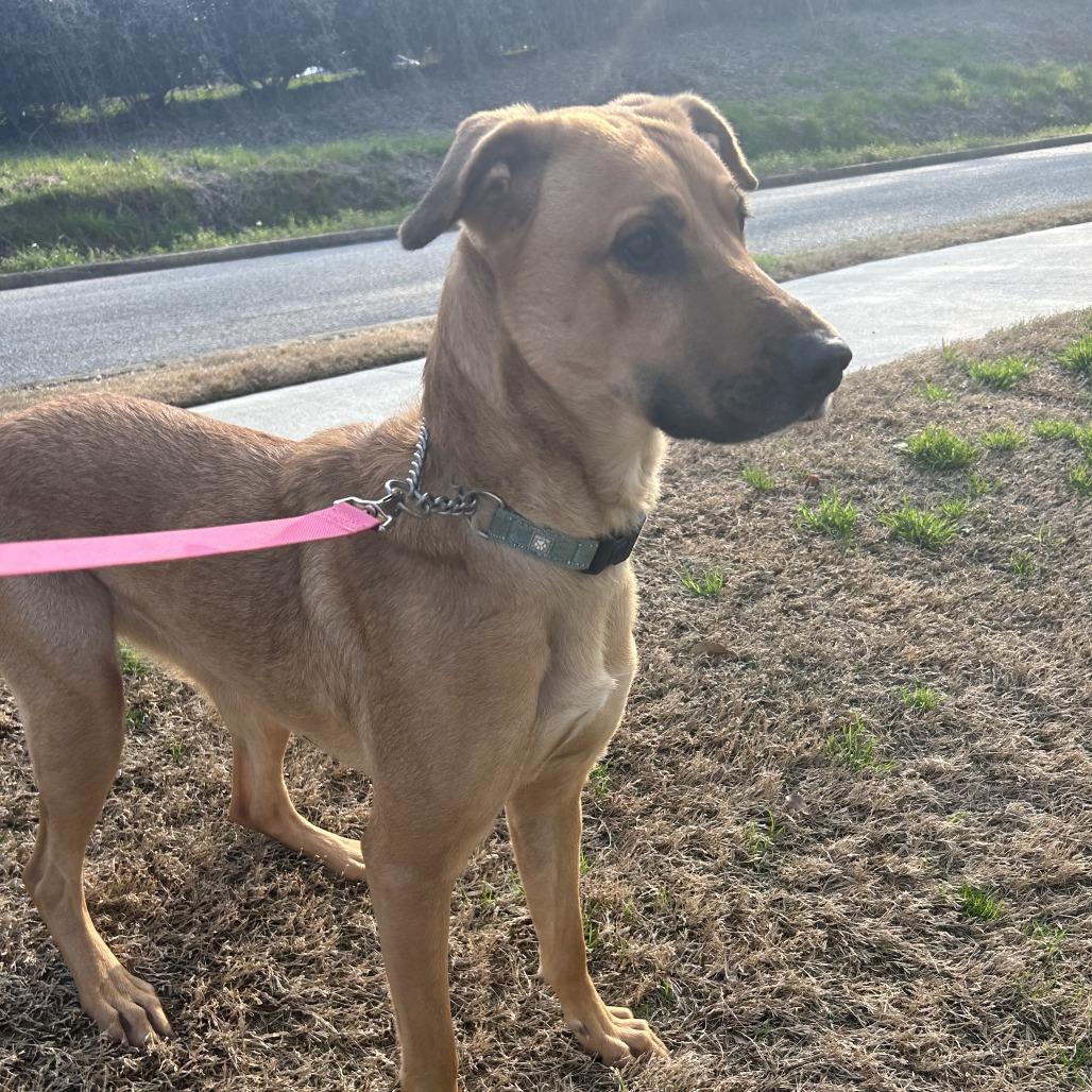 Enlarge Peanut Butter, a Adoptable Mixed Breed in Auburn, AL image 3/6
