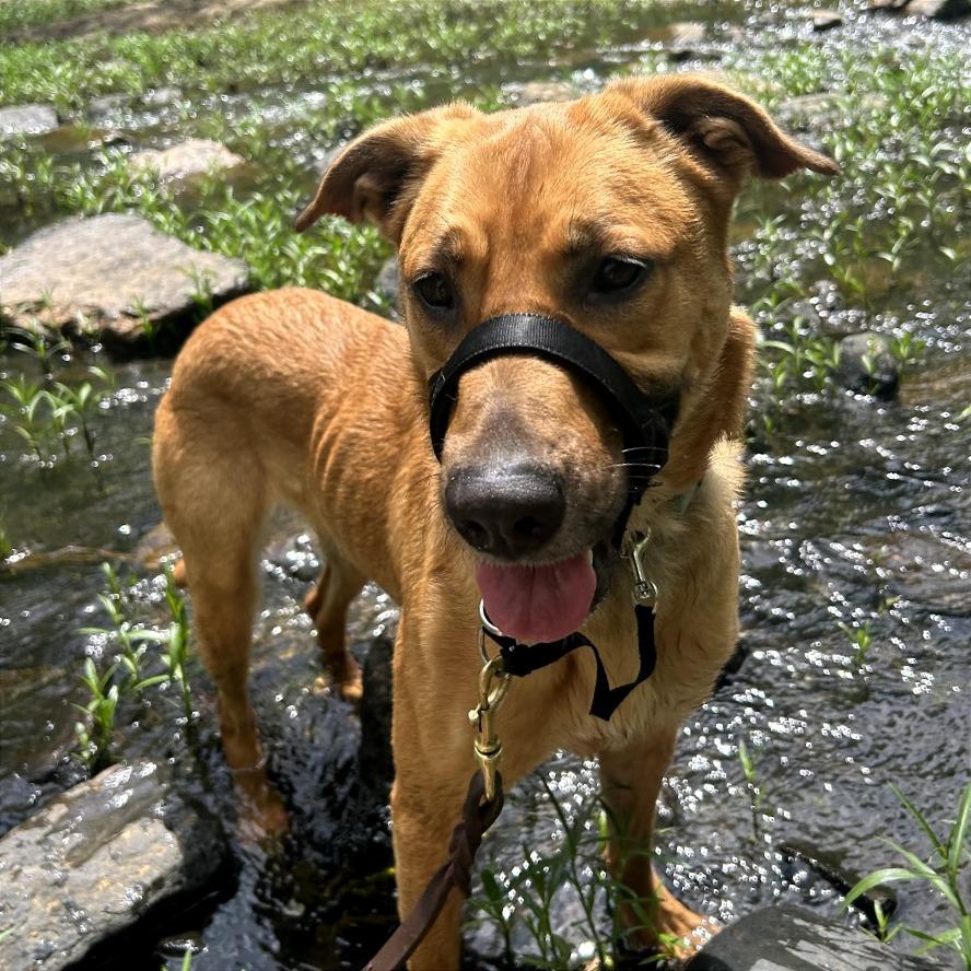 Enlarge Peanut Butter, a Adoptable Mixed Breed in Auburn, AL image 4/6