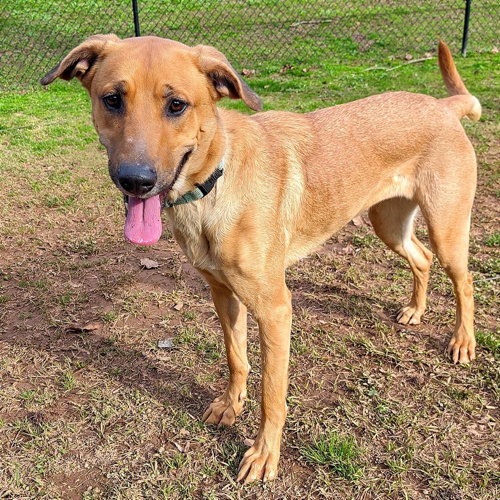 Enlarge Peanut Butter, a Adoptable Mixed Breed in Auburn, AL image 4/6