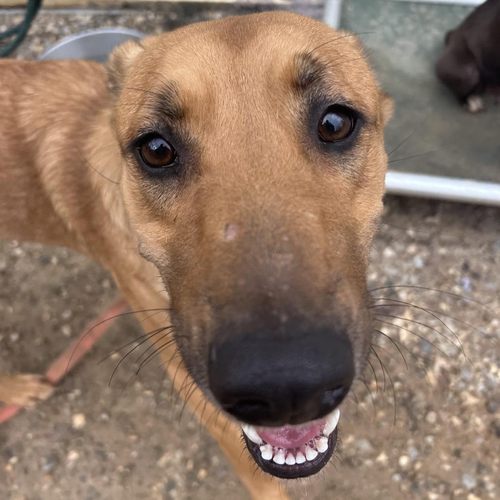 Enlarge Peanut Butter, a Adoptable Mixed Breed in Auburn, AL image 5/6