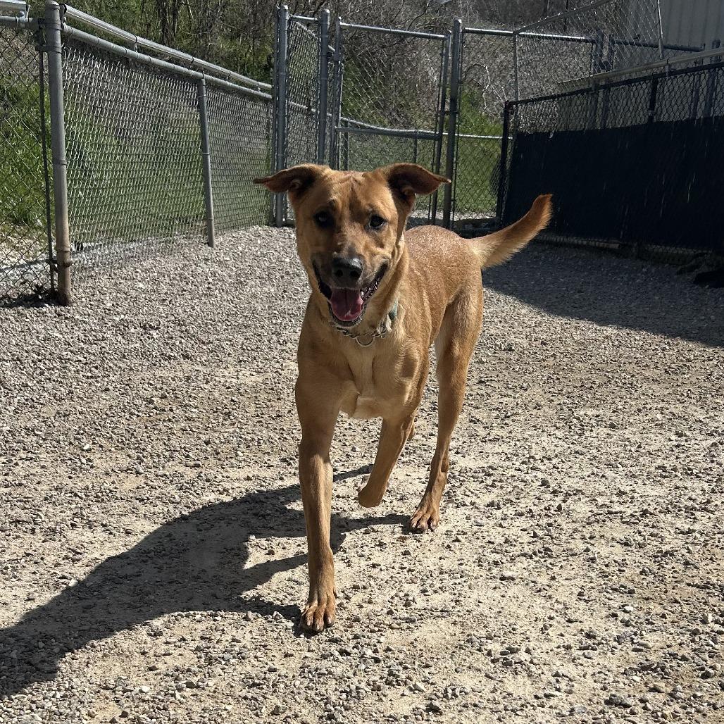 Enlarge Peanut Butter, a Adoptable Mixed Breed in Auburn, AL image 6/6