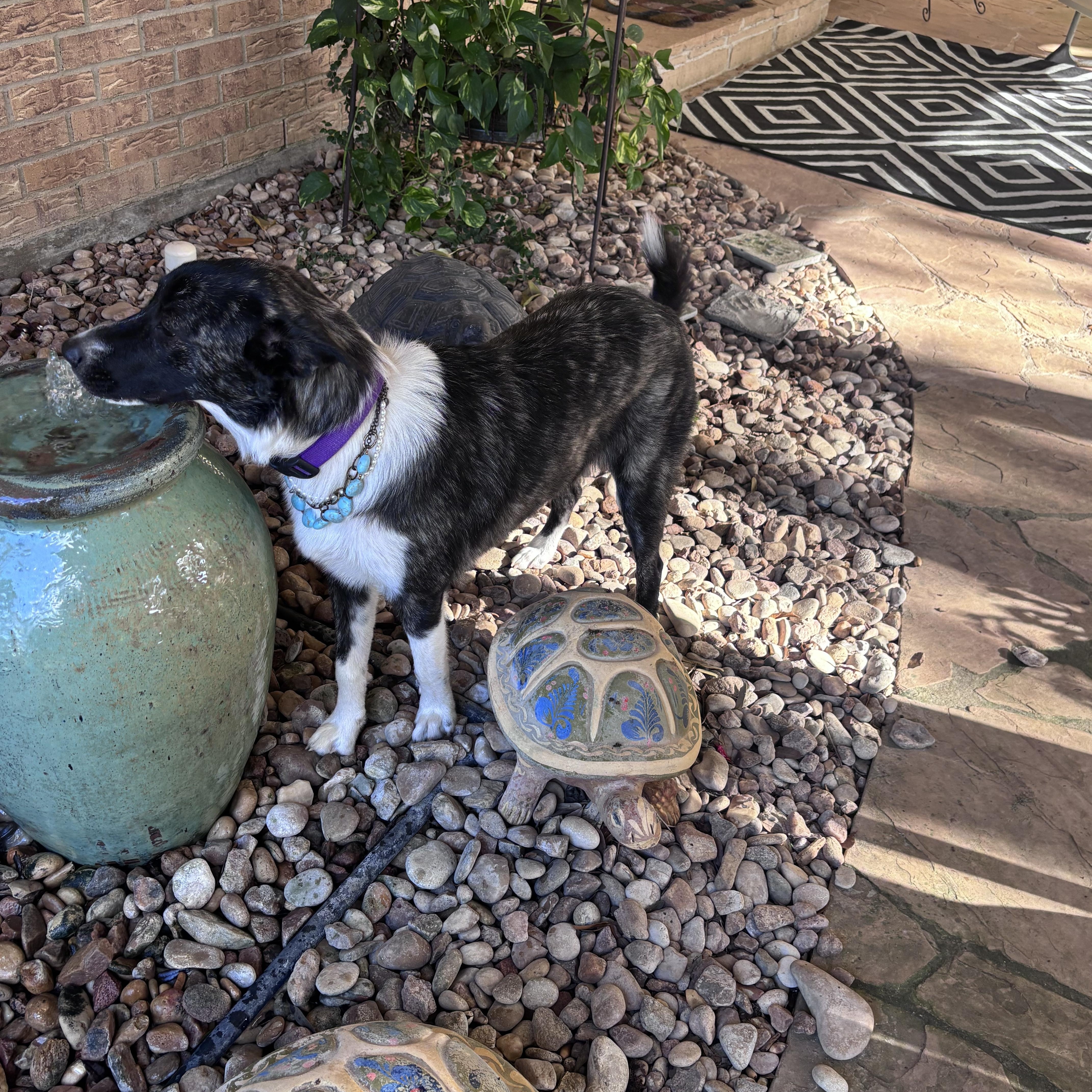 NALA aka SWEETIE (Sweet, Loving, Kind, Dogs, Kids, People-Fostering in Cornville, ME)