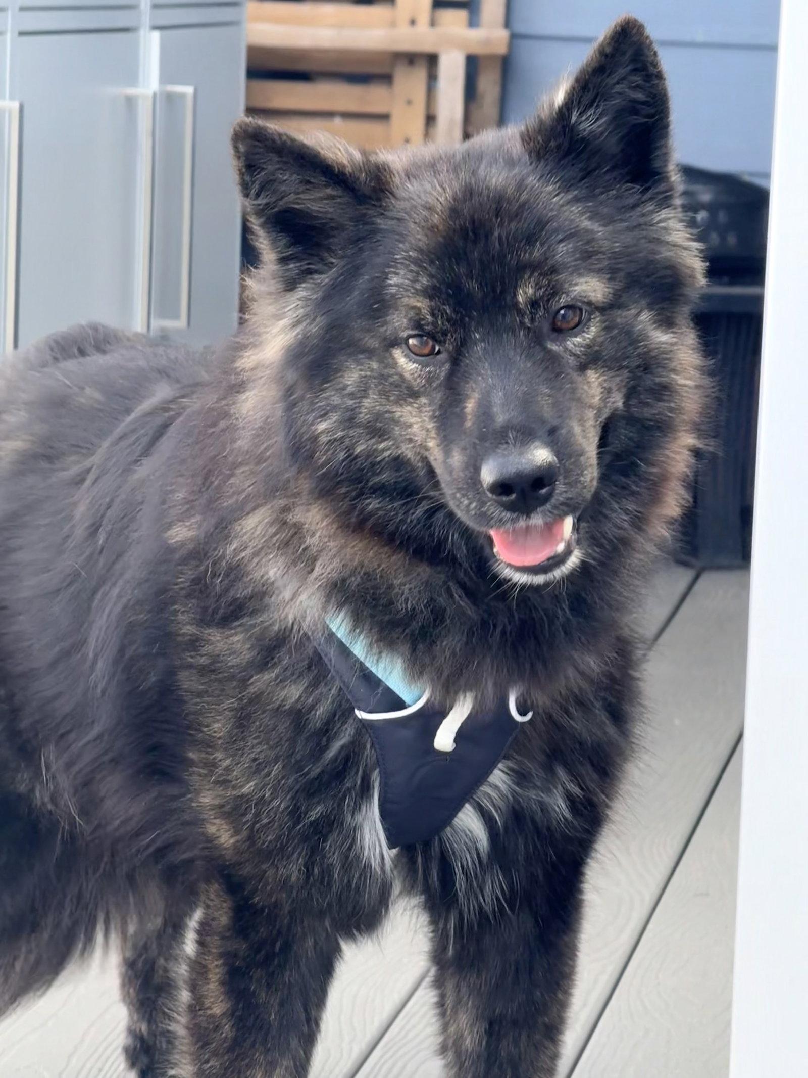 Enlarge Ebenezer, a Adoptable mixed breed in Ocean View, DE image 1/3