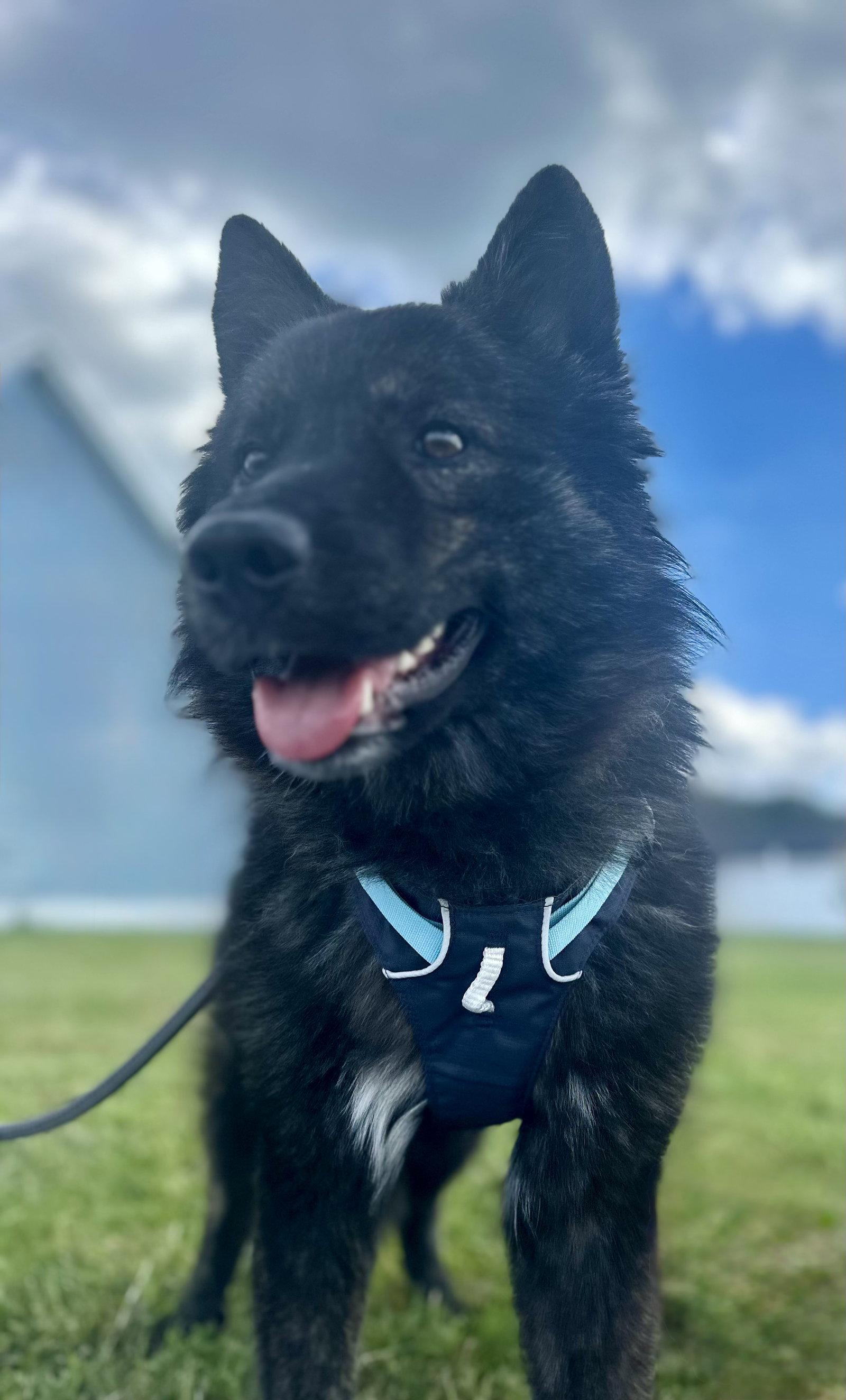 Enlarge Ebenezer, a Adoptable mixed breed in Ocean View, DE image 2/3