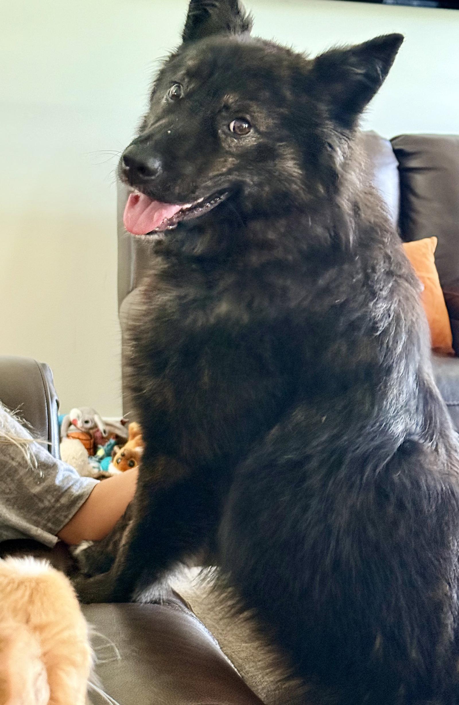 Enlarge Ebenezer, a Adoptable mixed breed in Ocean View, DE image 3/3