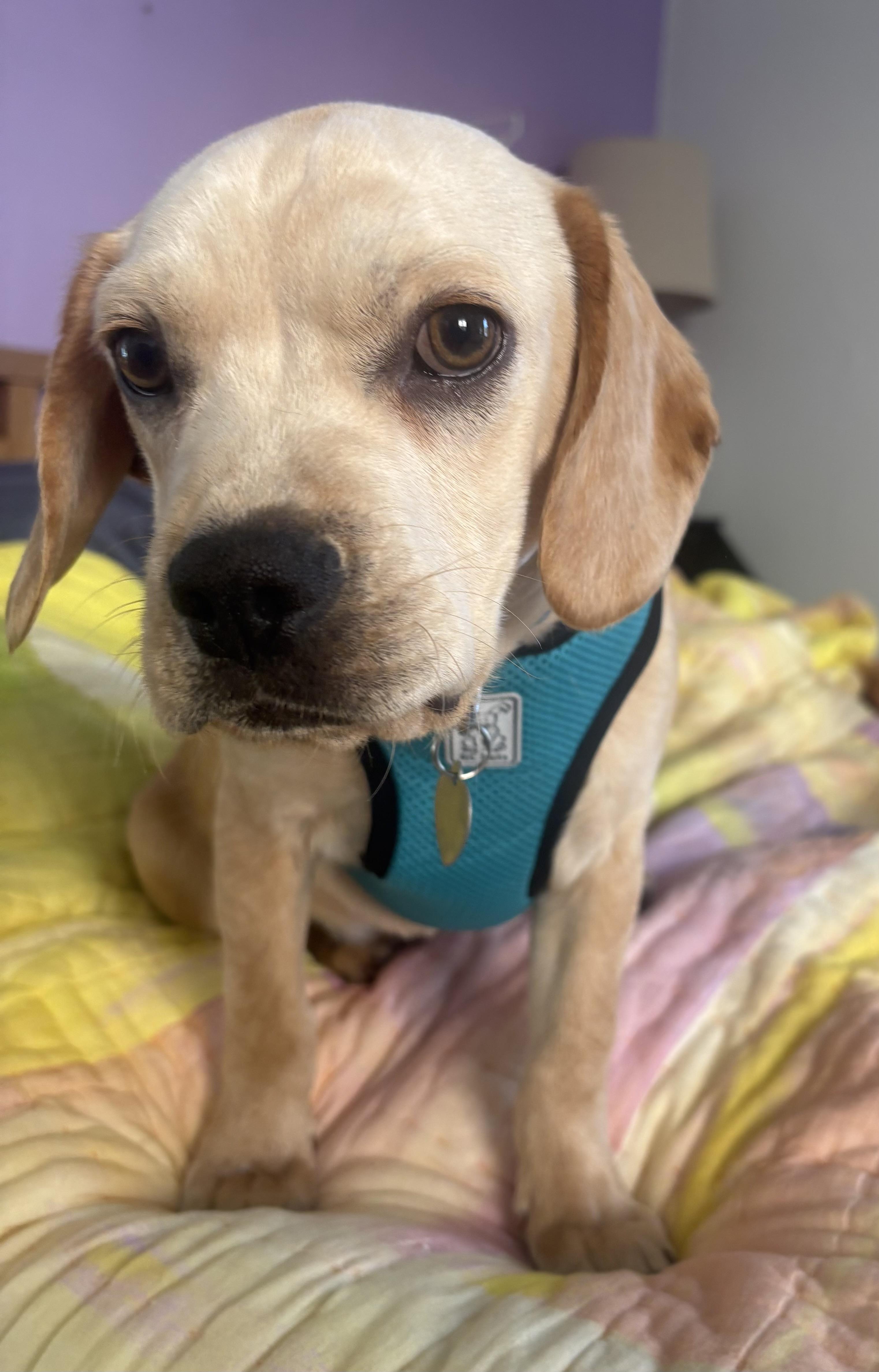 Leroy , an adopted mixed breed in Castro Valley, CA image 3/4