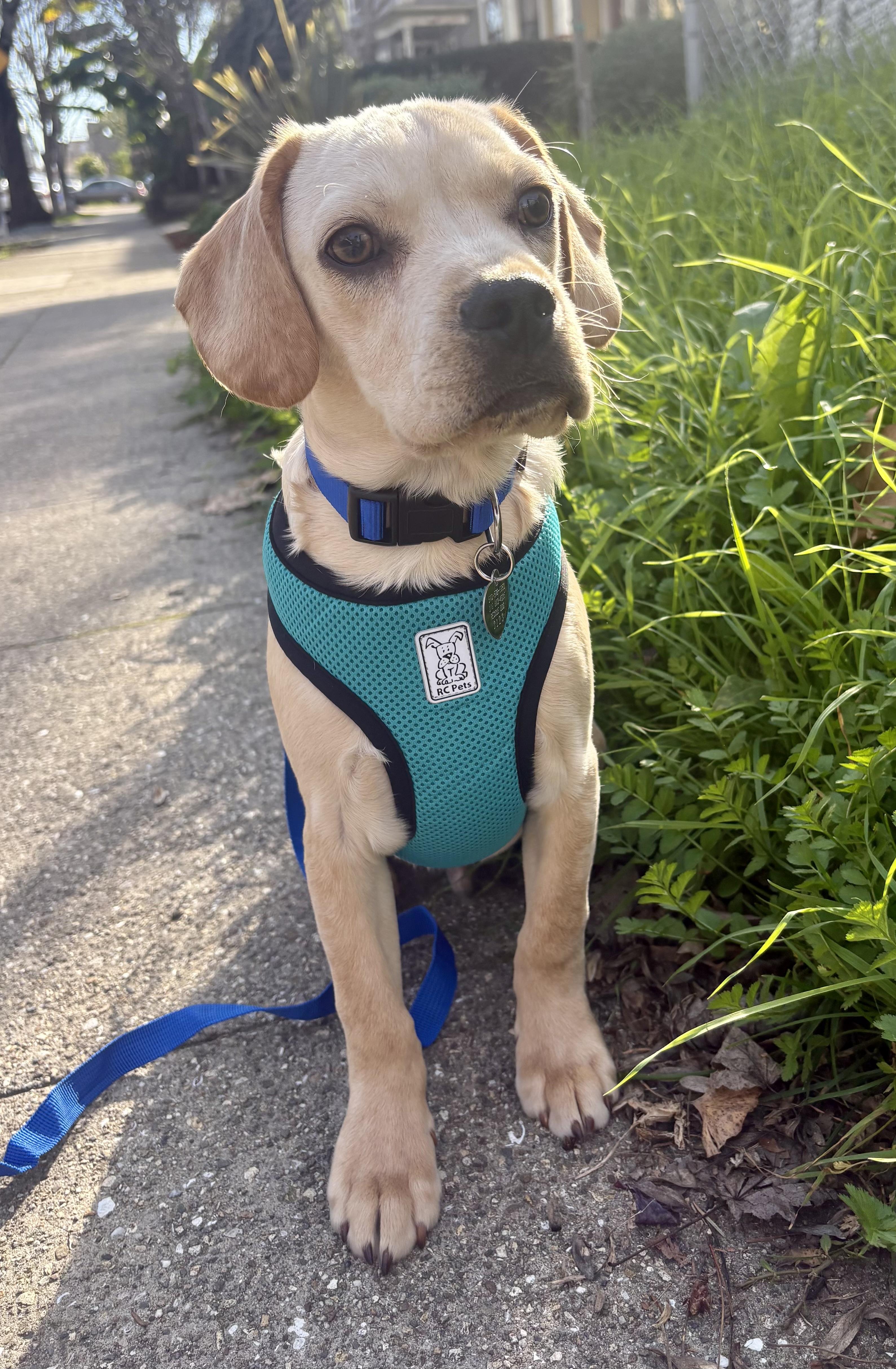 Leroy , an adopted mixed breed in Castro Valley, CA image 2/4