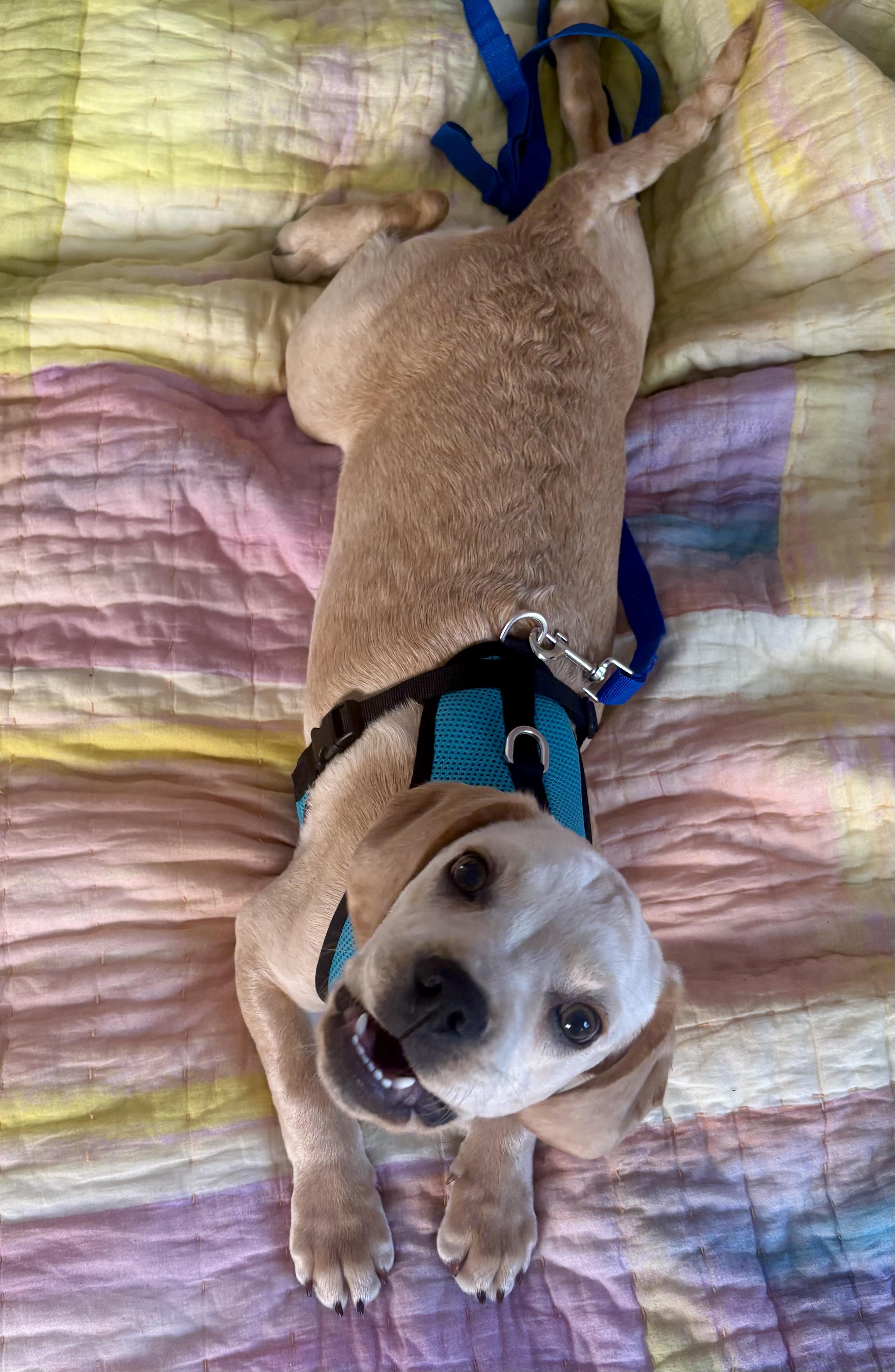 Leroy , an adopted mixed breed in Castro Valley, CA image 1/4