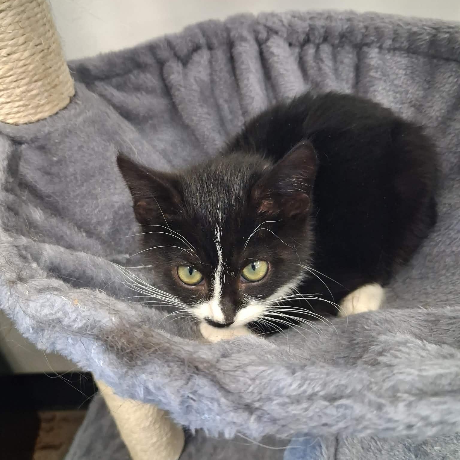 Dita, ADOPTABLE, Young Female Domestic Short Hair.