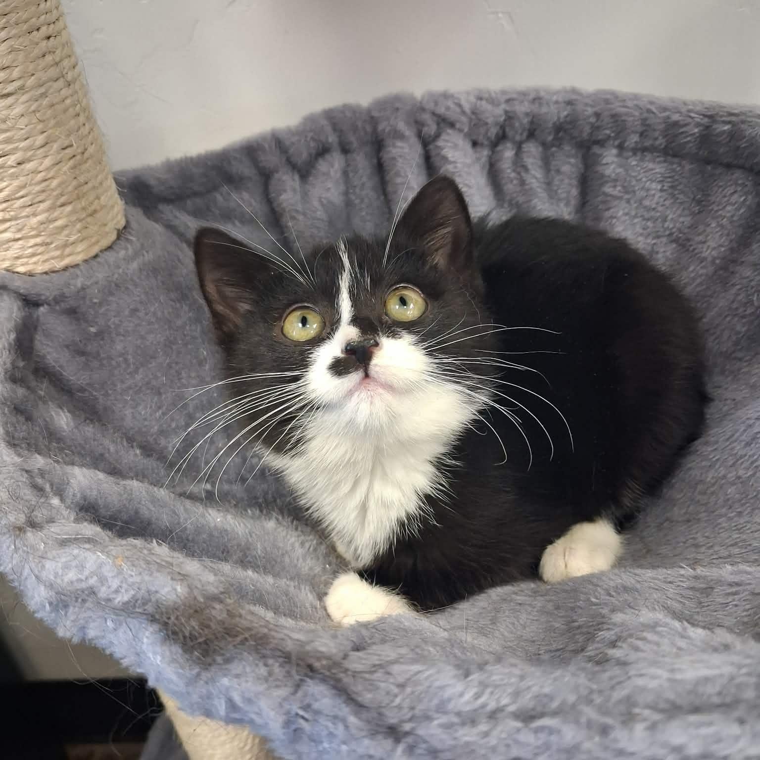 Dita, a ADOPTABLE Domestic Short Hair in Roosevelt, UT image 2/4